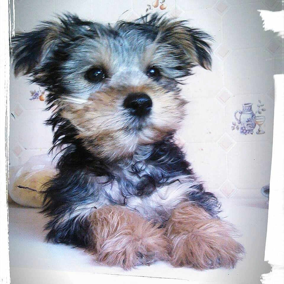Loulou