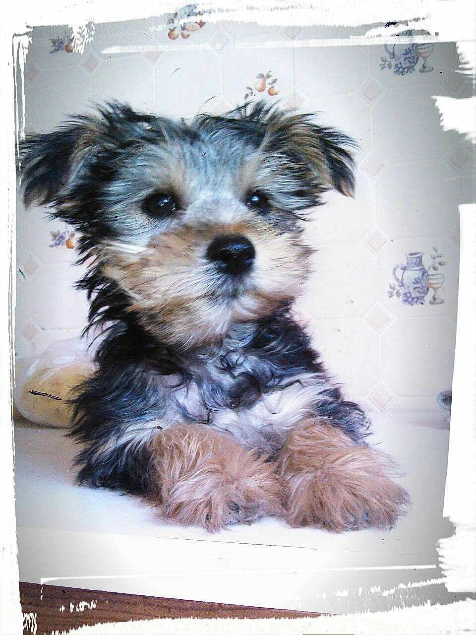 Loulou