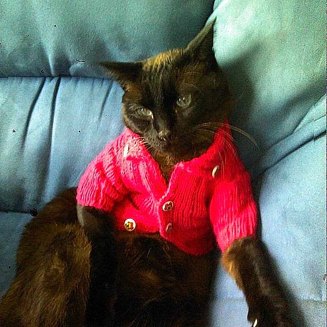 Titi