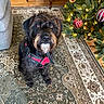 attentive, black_dog, canine, carpet, christmas_tree, cute, decorations, dog, domestic_animal, furniture, holiday, home, indoor, lights, living_room, ornaments, patterned_rug, pet, red_harness, wood_floor
