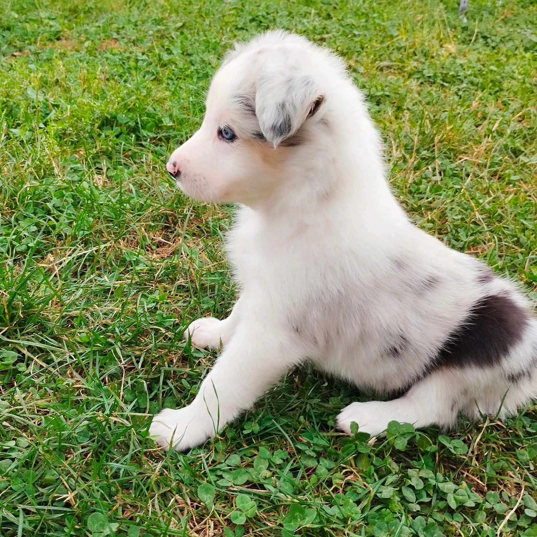 Vicky participe au concours pour gagner de l'argent avec cette photo : animal, ball, canine, collie, dog, eskimodog, football, goldenretriever, grass, hound, husky, lawn, pet, plant, puppy, soccer, soccerball, sport, tennis, whitedog