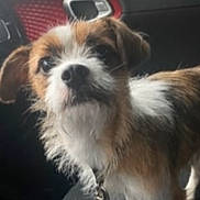 Max joined the competition — help win amazing prizes! animal, brown, car_interior, closeup, collar, curious, dog, domestic_animal, ears, fur, indoor, leash, pet, seat, seatbelt, small_dog, snout, vehicle, white, window