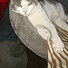 cat, feline, pet, indoor, resting, blanket, striped, cat_tree, fur, animal, whiskers, ears, paws, relaxed, looking_at_camera, domestic_cat, gray_and_white, cozy, soft, home