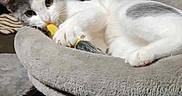 Lunatik joined the competition — help win amazing prizes! cat, gray_cat, white_cat, pet, indoor, cat_bed, toy, relaxed, curious, feline, animal, cozy, resting, home, curtains, fur, paw, whiskers, cute, playful