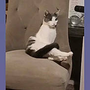 Lunatik is registered to the contest to win money with this photo: cat, chair, indoor, pet, feline, sitting, tufted_chair, beige, domestic, animal, tail, curious, furniture, home, relaxed, side_table, paper, background, living_room, cozy