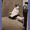 cat, chair, indoor, pet, feline, sitting, tufted_chair, beige, domestic, animal, tail, curious, furniture, home, relaxed, side_table, paper, background, living_room, cozy