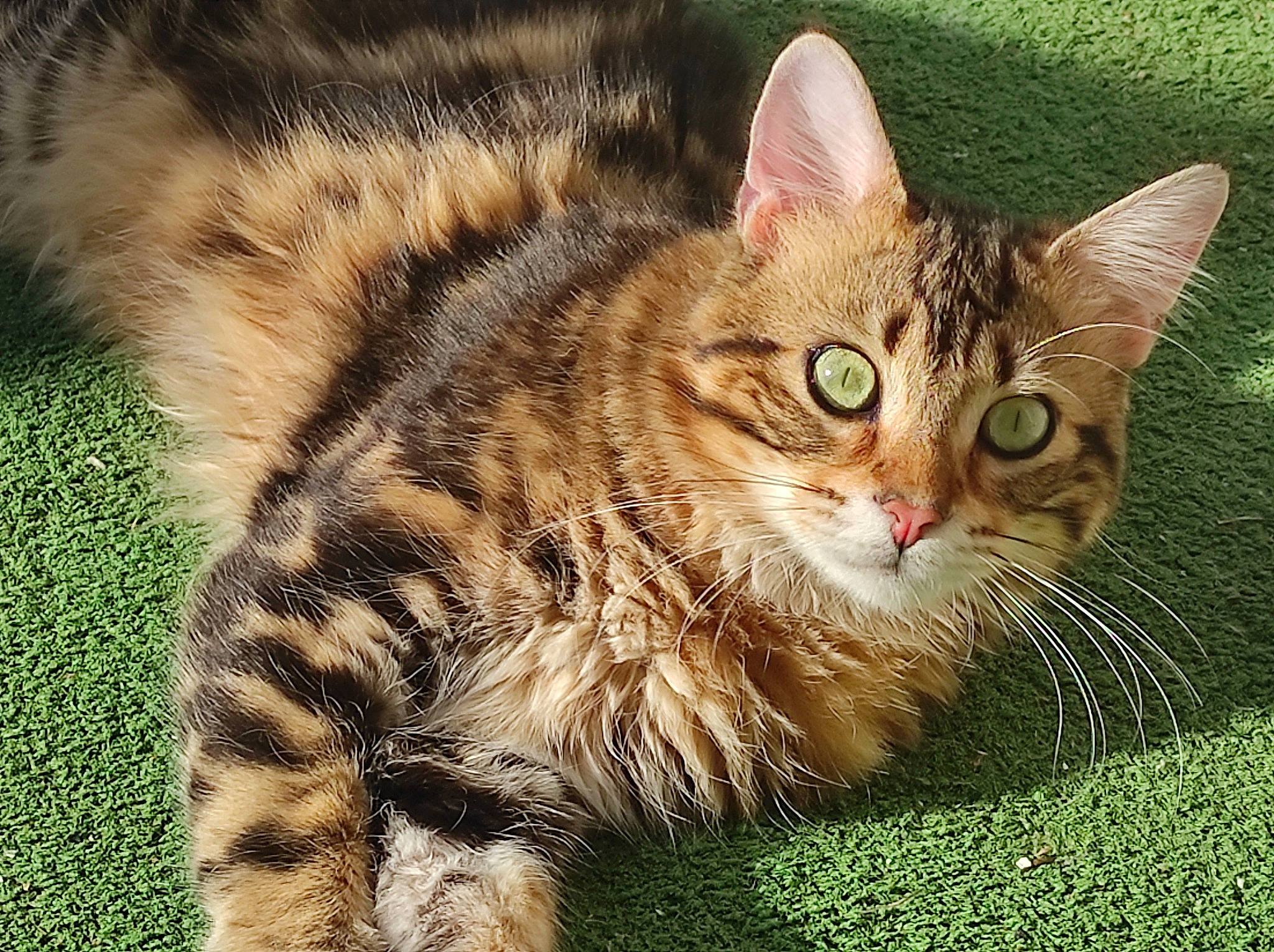 Rajah a rejoint le concours — aidez-le/la à gagner de superbes lots ! carnivore, cat, claw, domestic_short_haired_cat, felidae, fur, grass, paw, small_to_medium_sized_cats, tail, terrestrial_animal, whiskers, wildlife