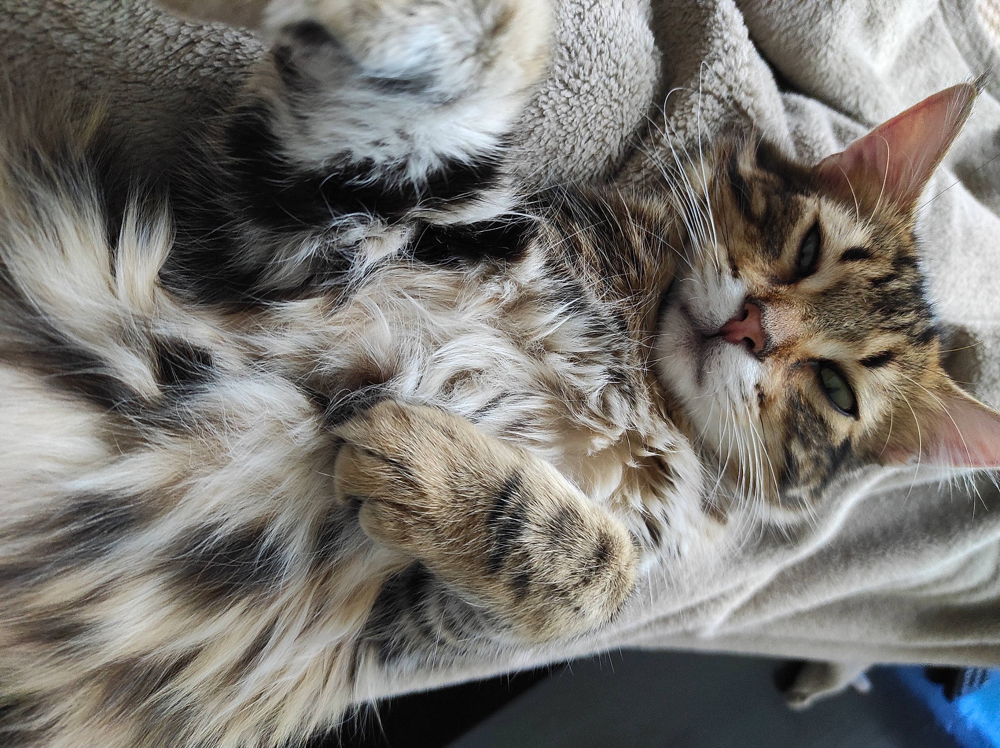 Rajah participe au concours pour gagner de l'argent avec cette photo : carnivore, cat, claw, close_up, domestic_short_haired_cat, felidae, fur, pattern, paw, plant, sleep, small_to_medium_sized_cats, snout, tail, terrestrial_animal, whiskers, wildlife