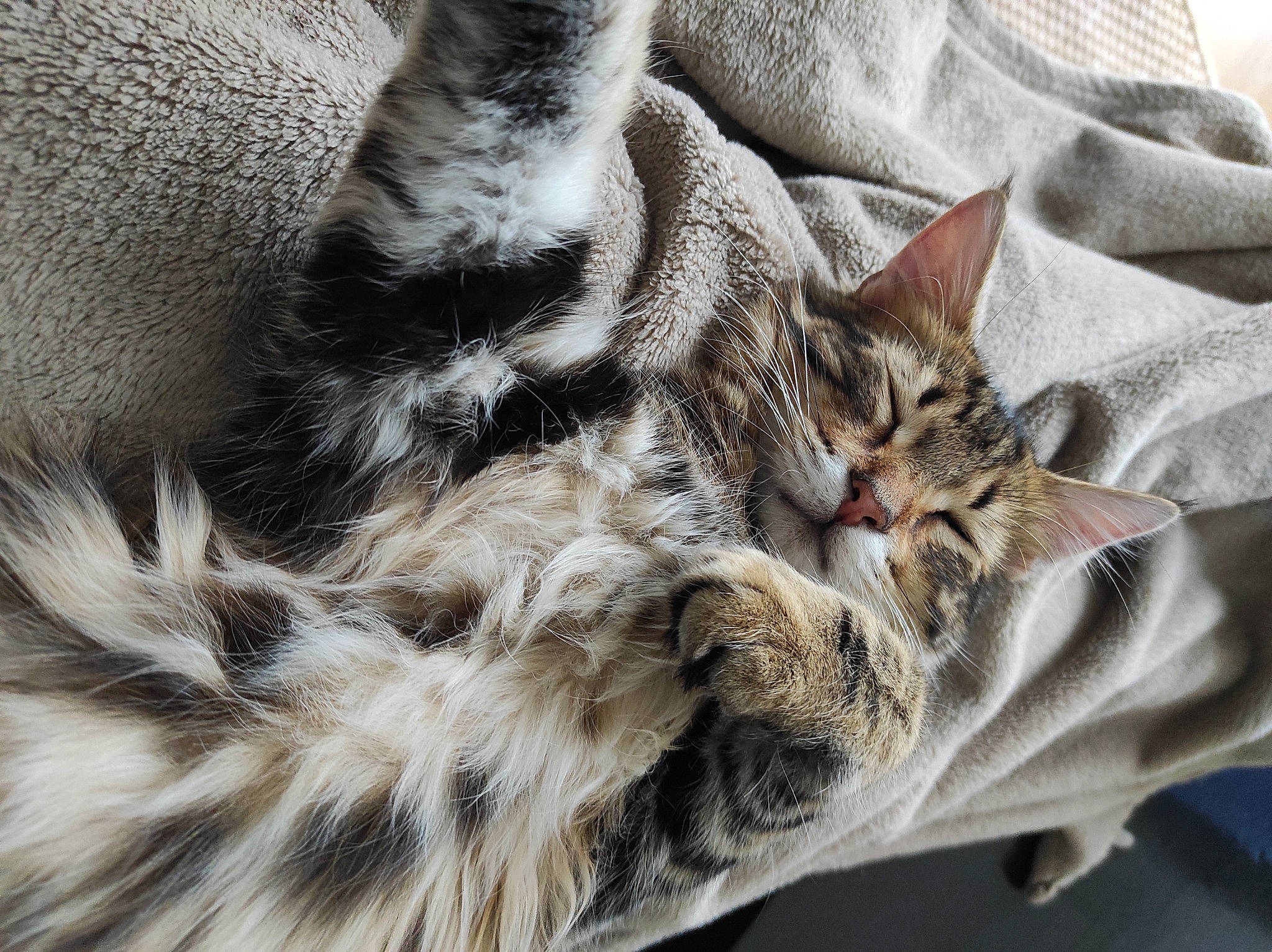 Rajah a rejoint le concours — aidez-le/la à gagner de superbes lots ! bed, carnivore, cat, claw, comfort, domestic_short_haired_cat, felidae, fur, grey, linens, nap, pattern, paw, sleep, small_to_medium_sized_cats, tail, terrestrial_animal, tree, whiskers, wildlife