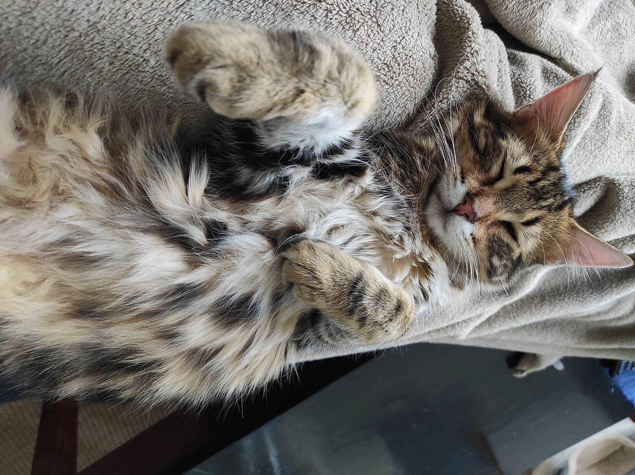 Rajah participe au concours pour gagner de l'argent avec cette photo : bed, carnivore, cat, claw, comfort, domestic_short_haired_cat, felidae, fur, grey, nap, pattern, paw, plant, sleep, small_to_medium_sized_cats, snout, tail, whiskers