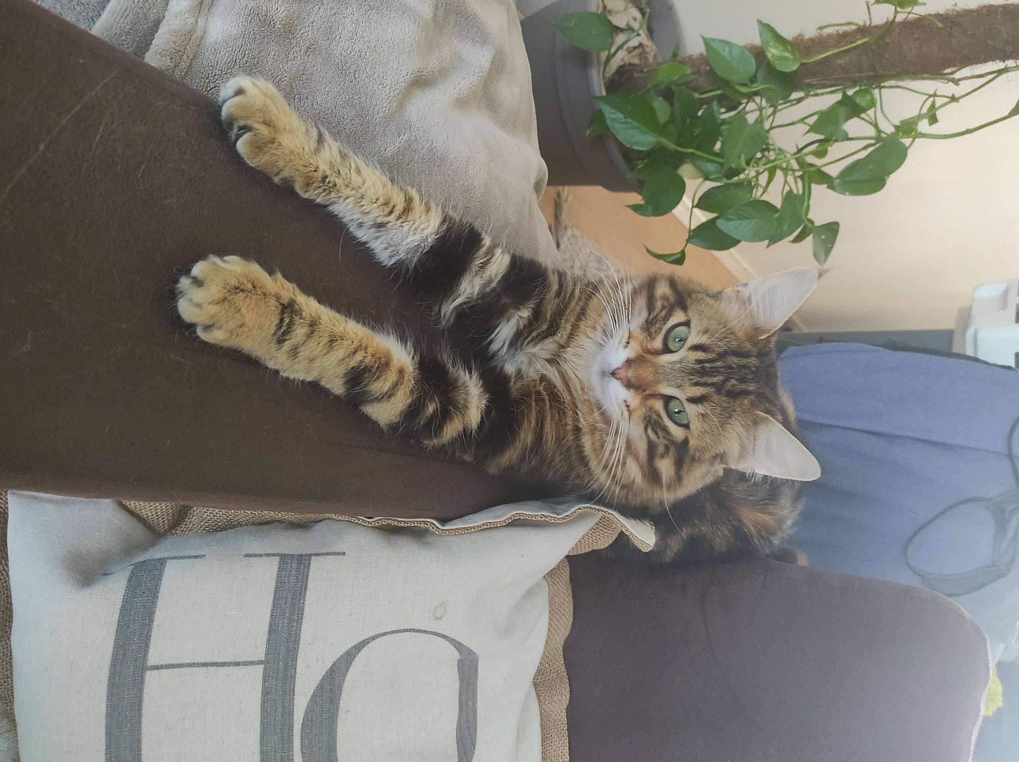 Rajah participe au concours pour gagner de l'argent avec cette photo : boot, carnivore, cat, comfort, couch, domestic_short_haired_cat, fawn, felidae, fur, grey, houseplant, linens, military_camouflage, pattern, plant, room, small_to_medium_sized_cats, tail, whiskers, wood