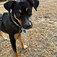 Bandit is registered to the contest to win money with this photo: dog, black_dog, tan_markings, stick, outdoor, grass, fence, collar, leash, pet, animal, canine, playing, daylight, curious, closeup, muzzle, ears, paws, nature