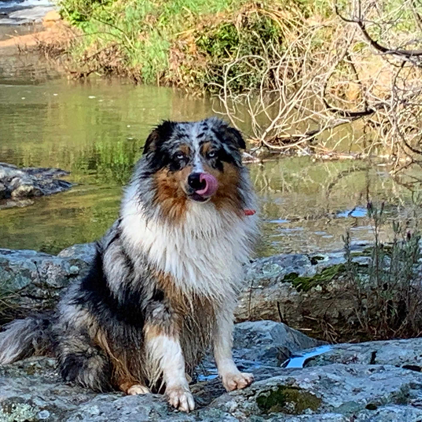 Neo a rejoint le concours — aidez-le/la à gagner de superbes lots ! dog, australian_shepherd, fluffy, long_hair, tricolor, sitting, tongue_out, pet, animal, portrait, outdoors, river, stream, water, rocks, nature, wilderness, shoreline, vegetation, daylight