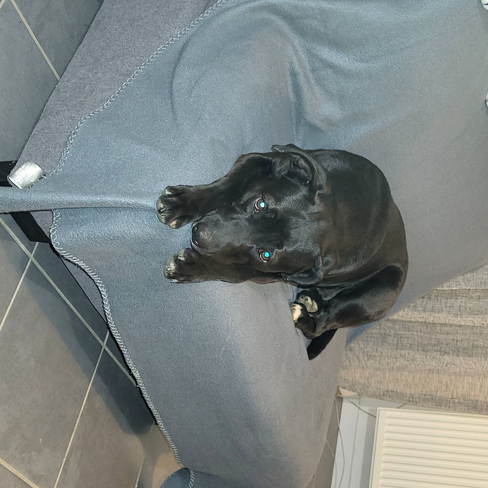 Lilo participe au concours pour gagner de l'argent avec cette photo : canidae, carnivore, comfort, companion_dog, dog, dog_breed, dog_supply, grey, guard_dog, non_sporting_group, sporting_group, working_animal