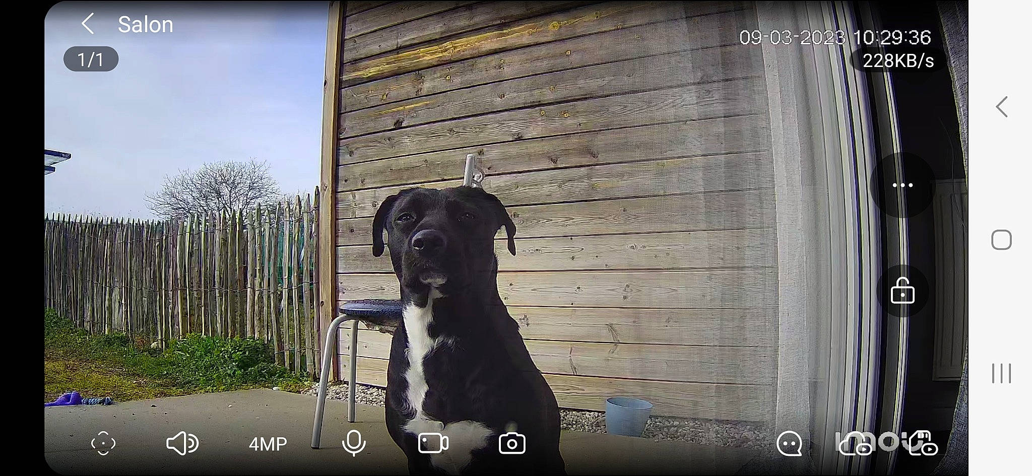 Lilo participe au concours pour gagner de l'argent avec cette photo : carnivore, collar, companion_dog, dog, dog_breed, dog_collar, door, fawn, flash_photography, font, hardwood, pet_supply, plant, rectangle, snout, sporting_group, tints_and_shades, window, wood, working_animal