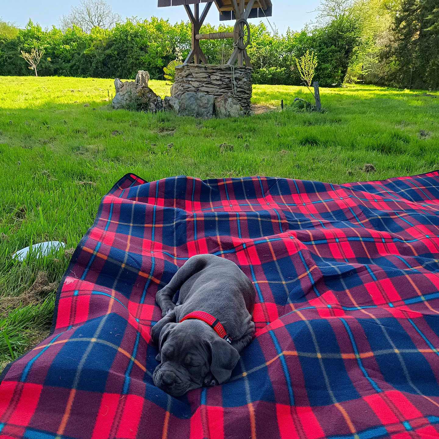 Appy a rejoint le concours — aidez-le/la à gagner de superbes lots ! animal, architecture, blanket, building, bulldog, canine, dog, fun, grass, leisureactivities, nature, outdoors, park, pet, picnic, plant, puppy, quilt, shelter, tree