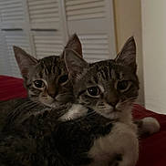 Cleo And Chloe. joined the competition — help win amazing prizes! cat, kitten, tabby, pets, animal, cute, fur, whiskers, ears, eyes, indoor, red_blanket, snuggling, closeup, mammal, two_animals, resting, young, domestic, feline