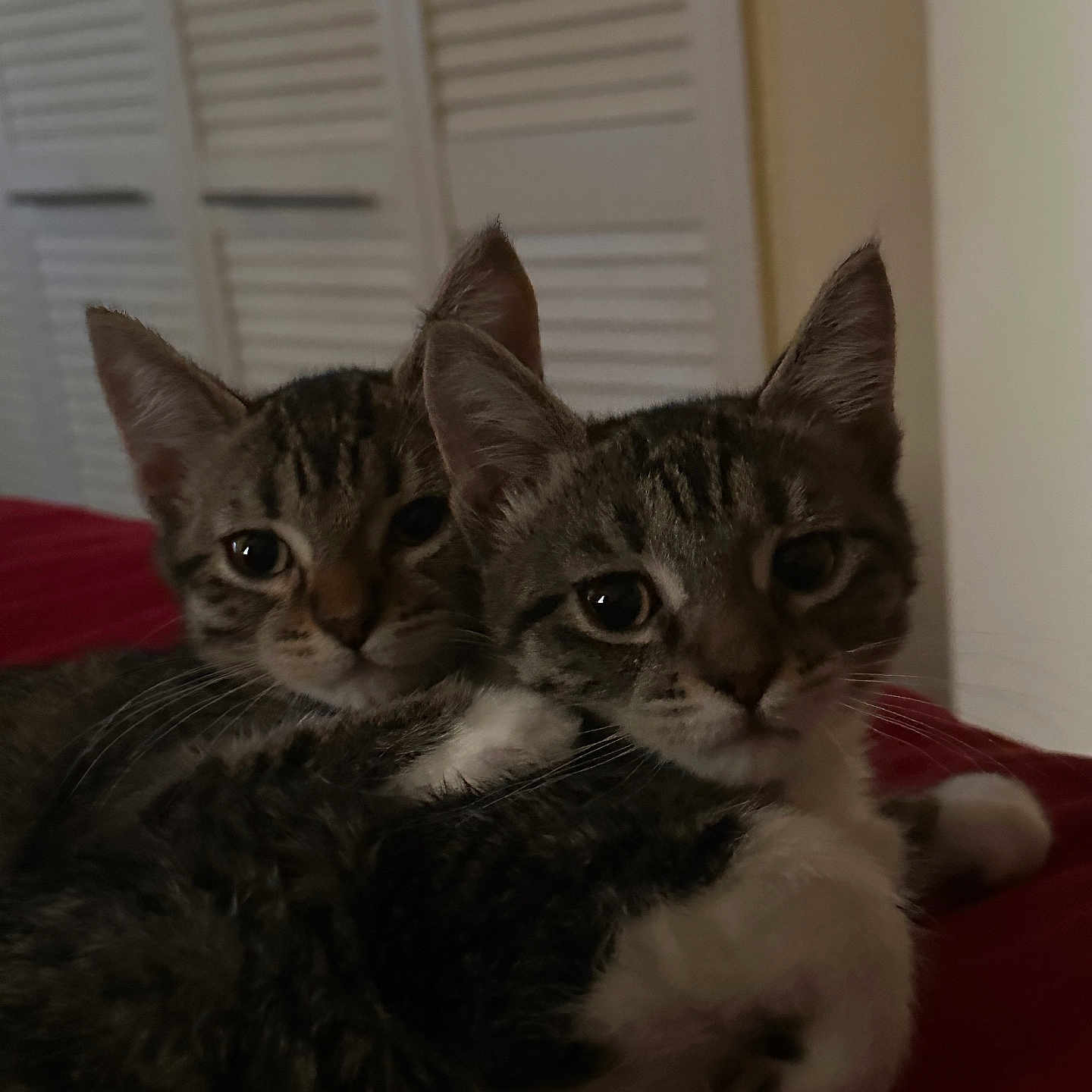 Cleo And Chloe.