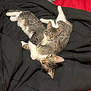 Chloe And Cleo is registered to the contest to win money with this photo: cat, kitten, tabby, sleeping, snuggling, pets, animal, feline, bed, blanket, black_blanket, red_background, cute, cozy, resting, fur, whiskers, paw, indoor, companion