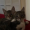 Chloe And Cleo joined the competition — help win amazing prizes! cat, kitten, tabby, pets, animal, cute, snuggling, fur, whiskers, ears, eyes, indoor, red_blanket, closeup, sleepy, domestic, mammal, two_animals, resting, cozy