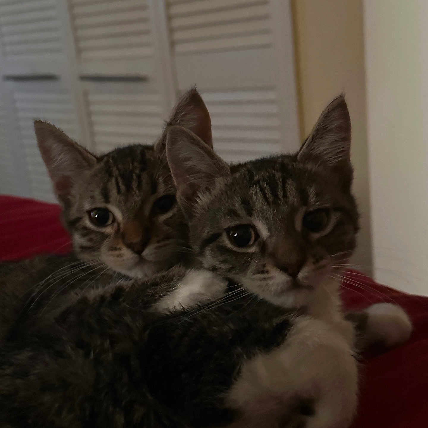 Chloe And Cleo