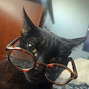 Shadow joined the competition — help win amazing prizes! cat, black_cat, glasses, indoor, curious, pet, animal, face, closeup, feline, whiskers, ears, bed, window, furniture, portrait, cute, domestic_animal, eyewear, tortoiseshell