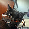 cat, black_cat, glasses, indoor, curious, pet, animal, face, closeup, feline, whiskers, ears, bed, window, furniture, portrait, cute, domestic_animal, eyewear, tortoiseshell