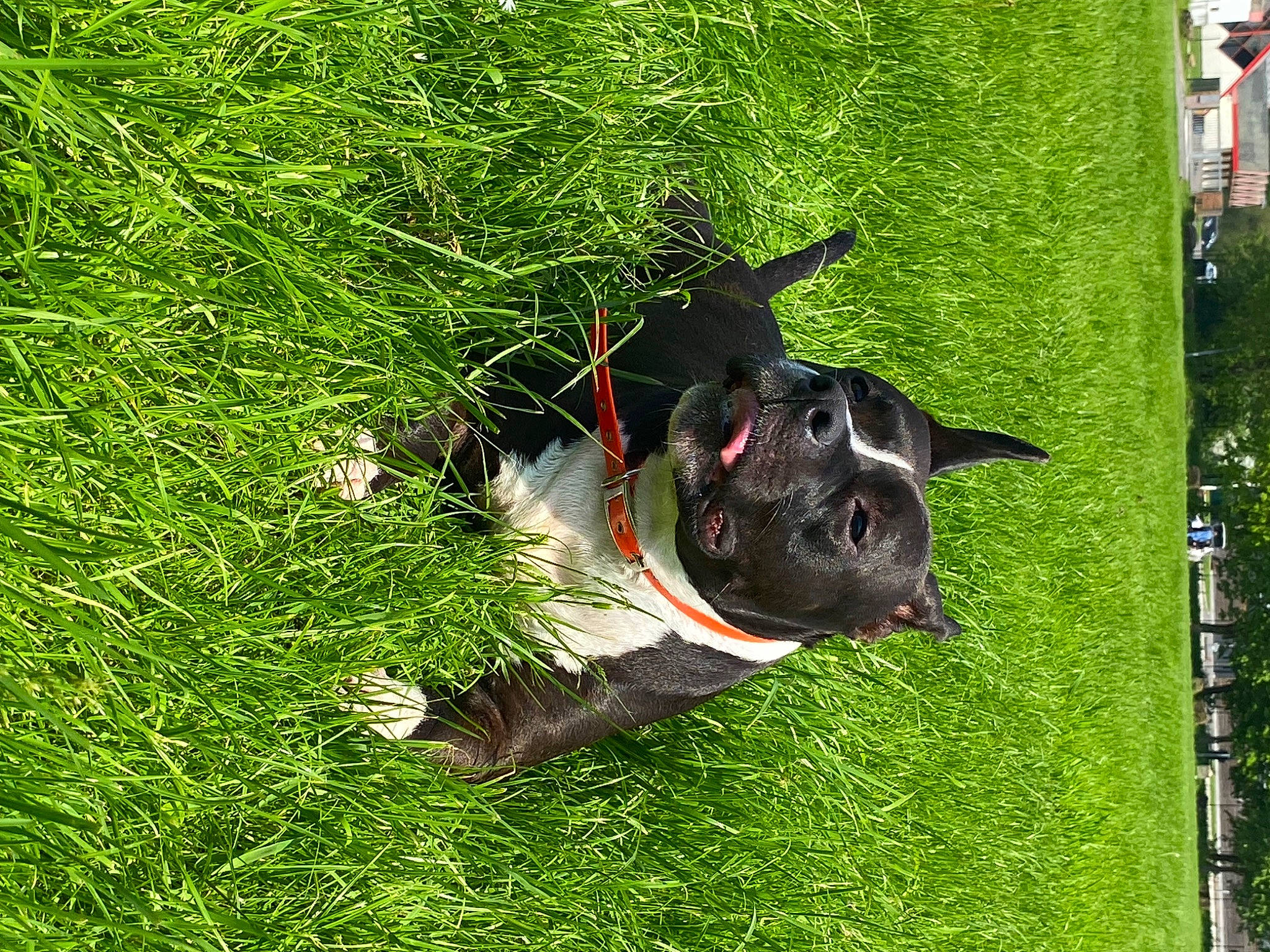 Rimka participe au concours pour gagner de l'argent avec cette photo : borador, canidae, carnivore, collar, companion_dog, dog, dog_breed, dog_collar, grass, groundcover, guard_dog, non_sporting_group, plant, snout, sporting_group, tail, terrestrial_animal, whiskers, working_animal, working_dog