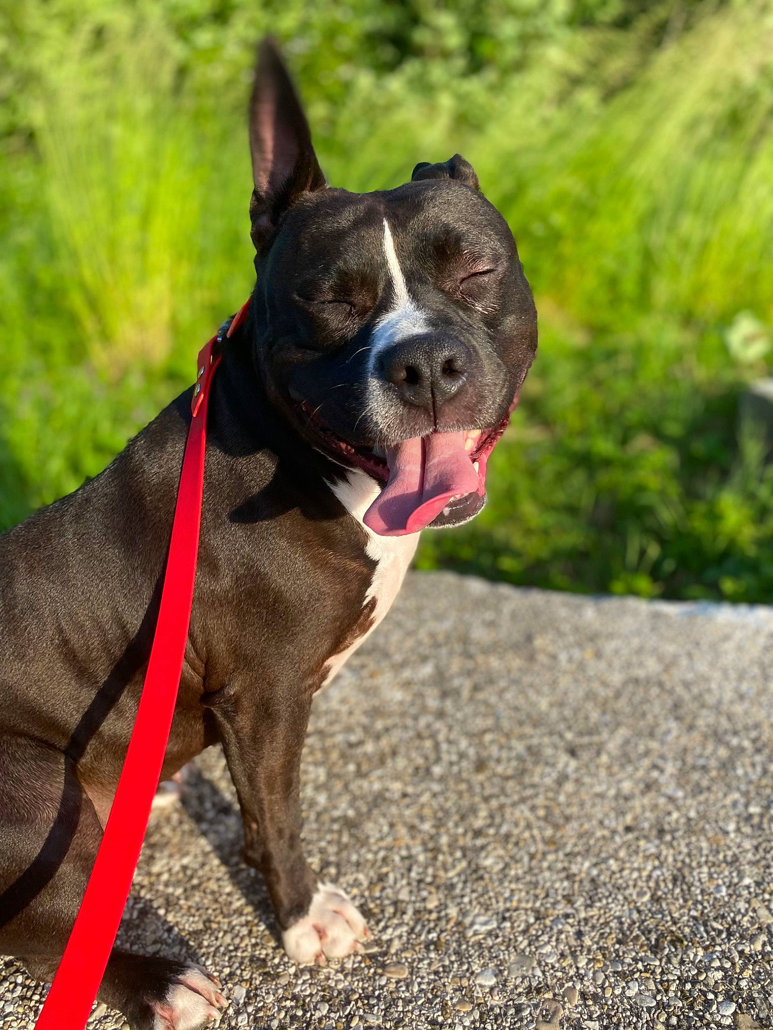 Rimka participe au concours pour gagner de l'argent avec cette photo : boston_terrier, bulldog, carnivore, collar, companion_dog, dog, dog_breed, dog_collar, dog_supply, fashion_accessory, fawn, grass, leash, plant, snout, sporting_group, tail, terrestrial_animal, whiskers, working_animal