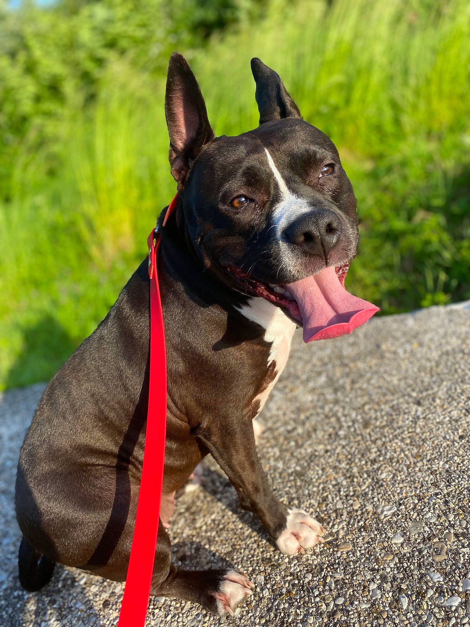 Rimka a rejoint le concours — aidez-le/la à gagner de superbes lots ! boston_terrier, carnivore, collar, companion_dog, dog, dog_breed, dog_collar, dog_supply, fashion_accessory, fawn, grass, leash, liver, pet_supply, plant, snout, sporting_group, terrestrial_animal, whiskers, working_animal