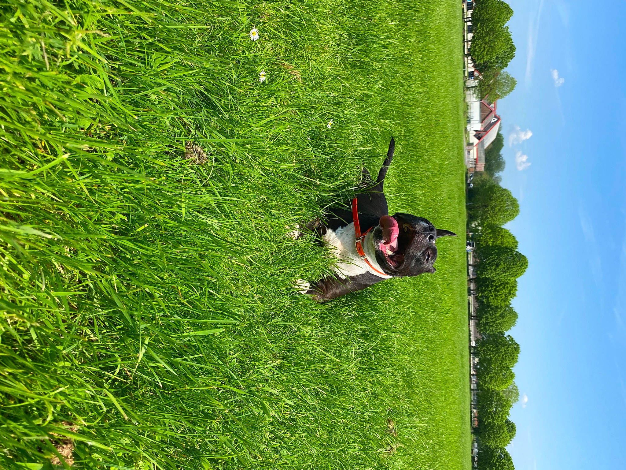 Rimka participe au concours pour gagner de l'argent avec cette photo : biome, grass, grass_family, grassland, green, groundcover, landscape, lawn, leaf, leisure, meadow, natural_landscape, people_in_nature, plant, shrub, sky, slope, terrestrial_plant, tree, vegetation
