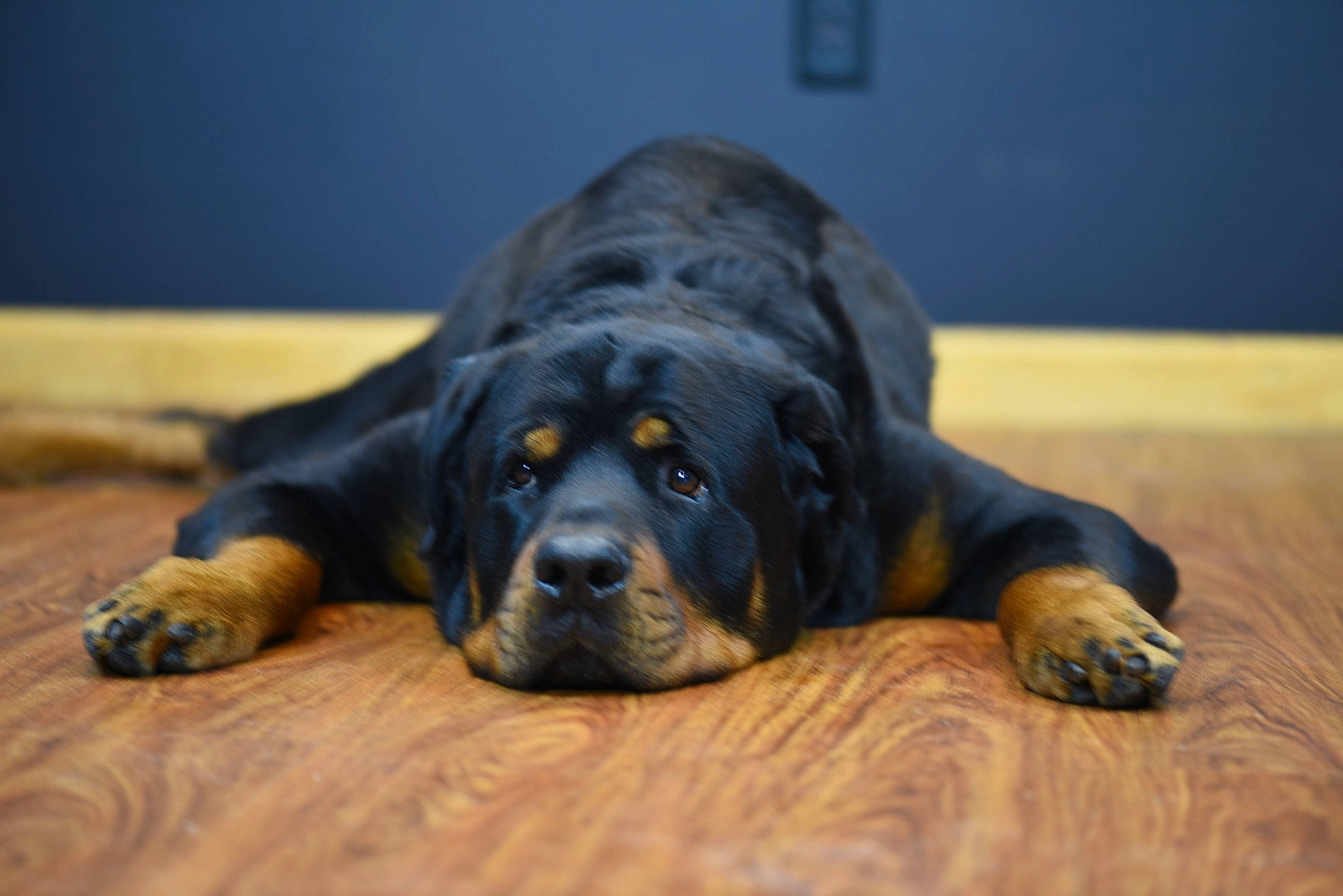 Sampson is registered to the contest to win money with this photo: canidae, carnivore, companion_dog, dog, dog_breed, fawn, giant_dog_breed, mammal, paw, rottweiler, snout, vertebrate, whiskers