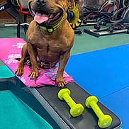 You participe au concours pour gagner de l'argent avec cette photo : dog, bench, dumbbells, gym, exercise, fitness, indoor, equipment, happy, tongue_out, brown_dog, towel, flooring, weights, smiling, pet, canine, training, healthy, active