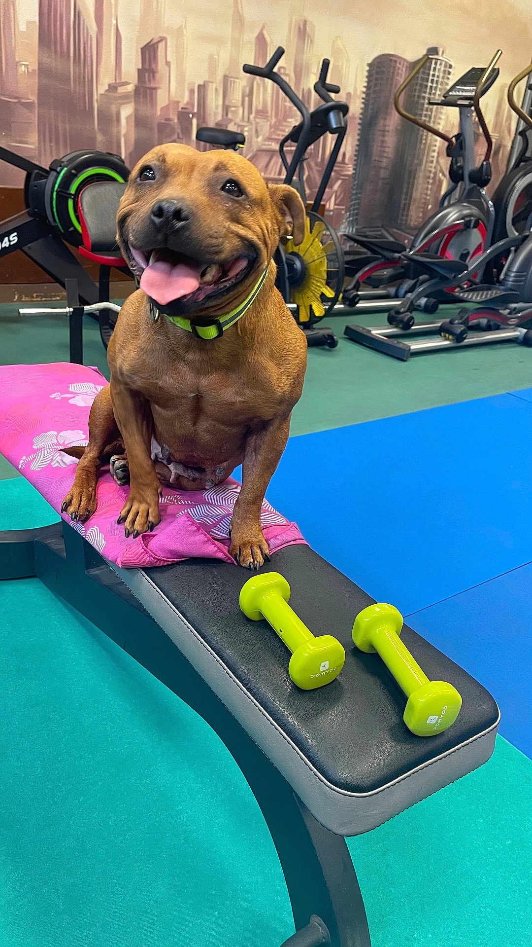 You participe au concours pour gagner de l'argent avec cette photo : dog, bench, dumbbells, gym, exercise, fitness, indoor, equipment, happy, tongue_out, brown_dog, towel, flooring, weights, smiling, pet, canine, training, healthy, active