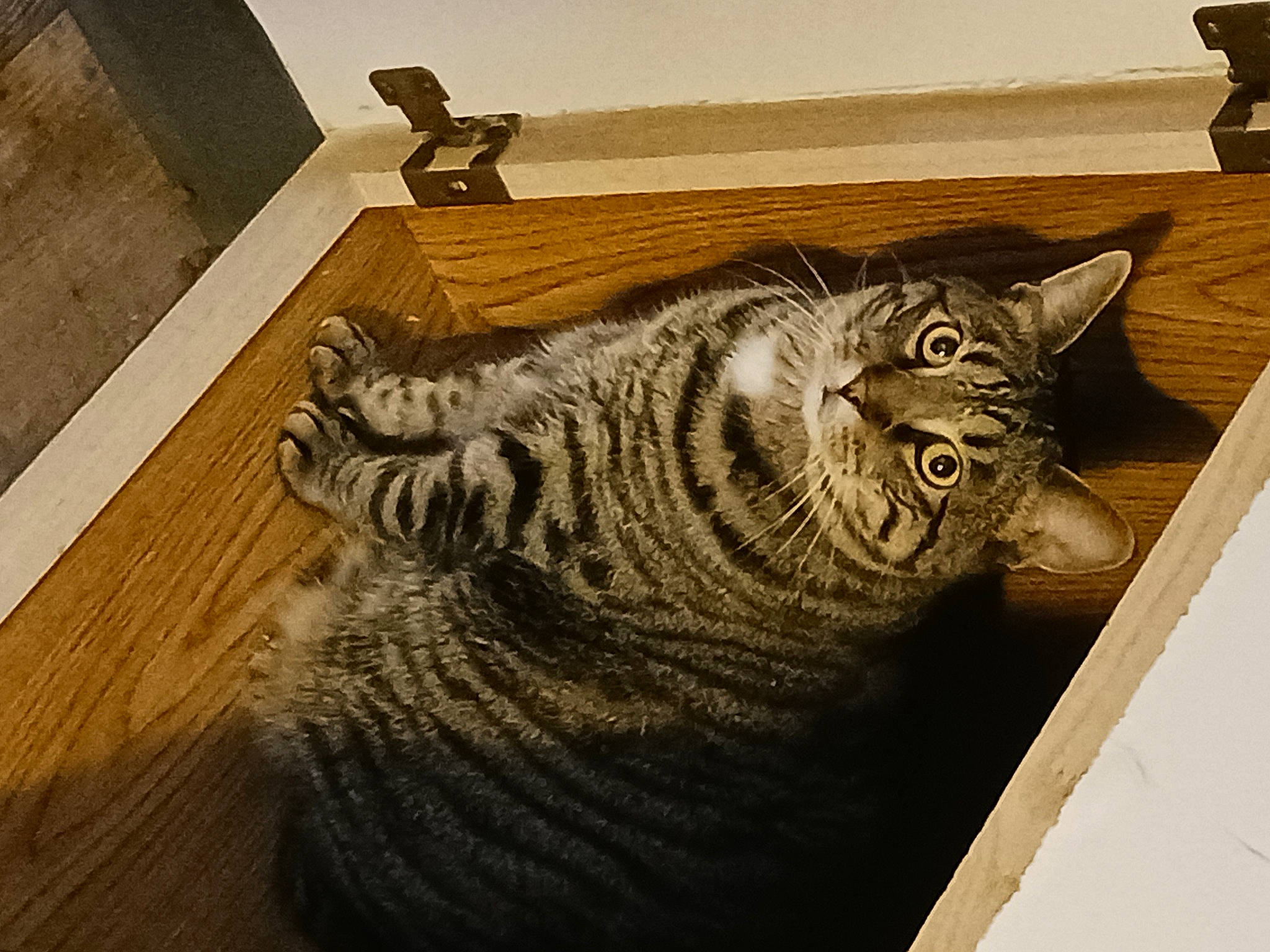 Shane is registered to the contest to win money with this photo: carnivore, cat, comfort, domestic_short_haired_cat, door, felidae, flooring, fur, grey, hardwood, pattern, rectangle, room, small_to_medium_sized_cats, snout, tail, terrestrial_animal, whiskers, window, wood