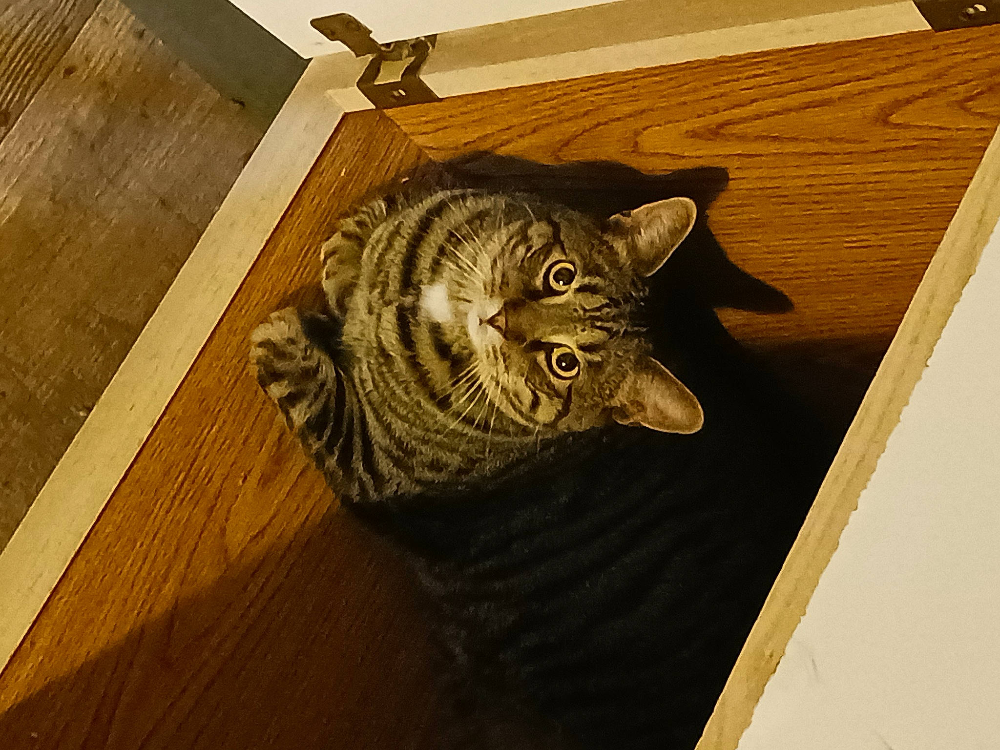 Shane joined the competition — help win amazing prizes! brown, carnivore, cat, cat_supply, domestic_short_haired_cat, door, felidae, flooring, hardwood, pattern, plank, plywood, rectangle, room, small_to_medium_sized_cats, tail, varnish, whiskers, wood, wood_stain