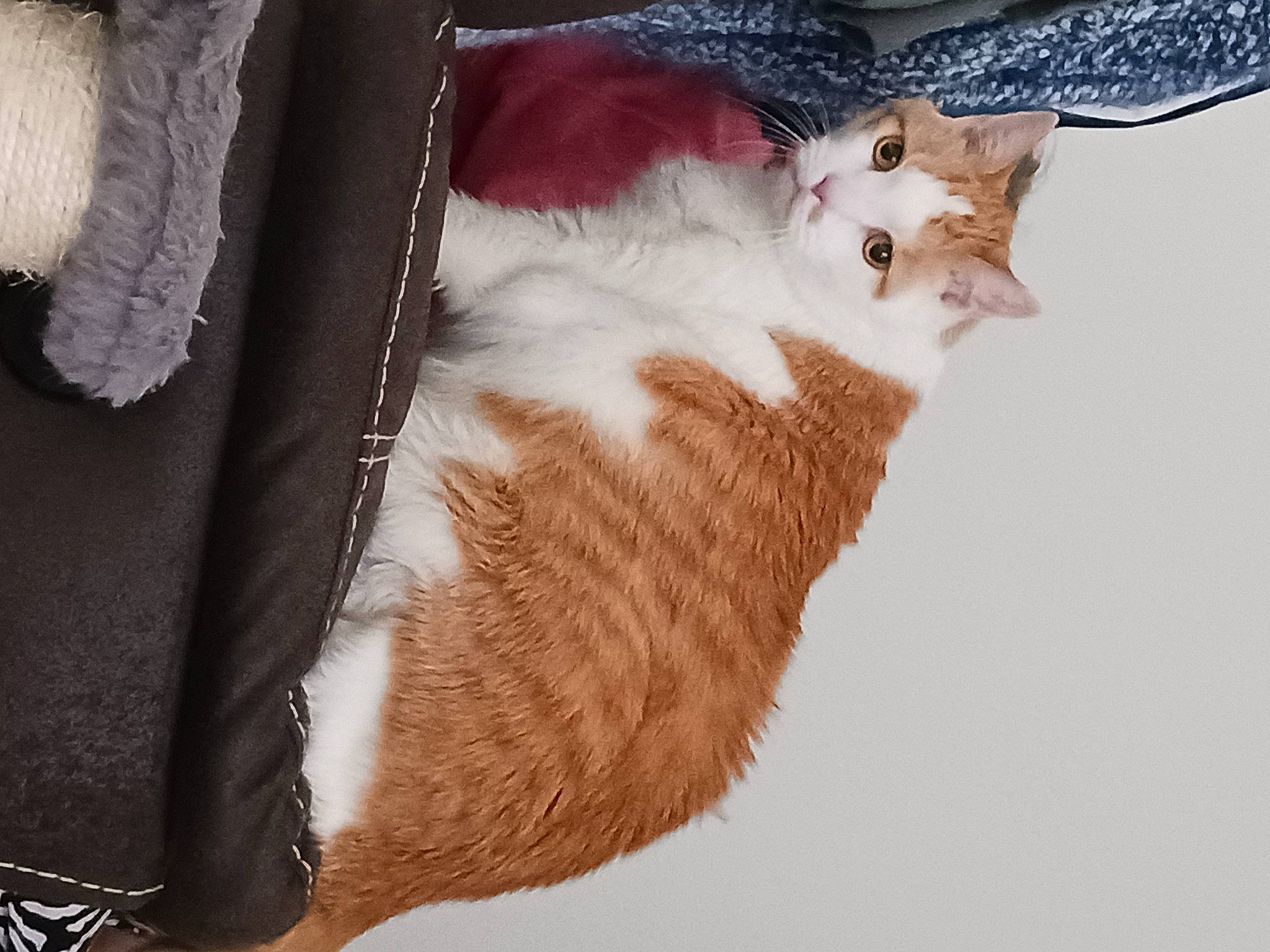 Cookie is registered to the contest to win money with this photo: carnivore, cat, claw, domestic_short_haired_cat, fawn, felidae, fur, paw, small_to_medium_sized_cats, snout, tail, tree, whiskers, window, wood