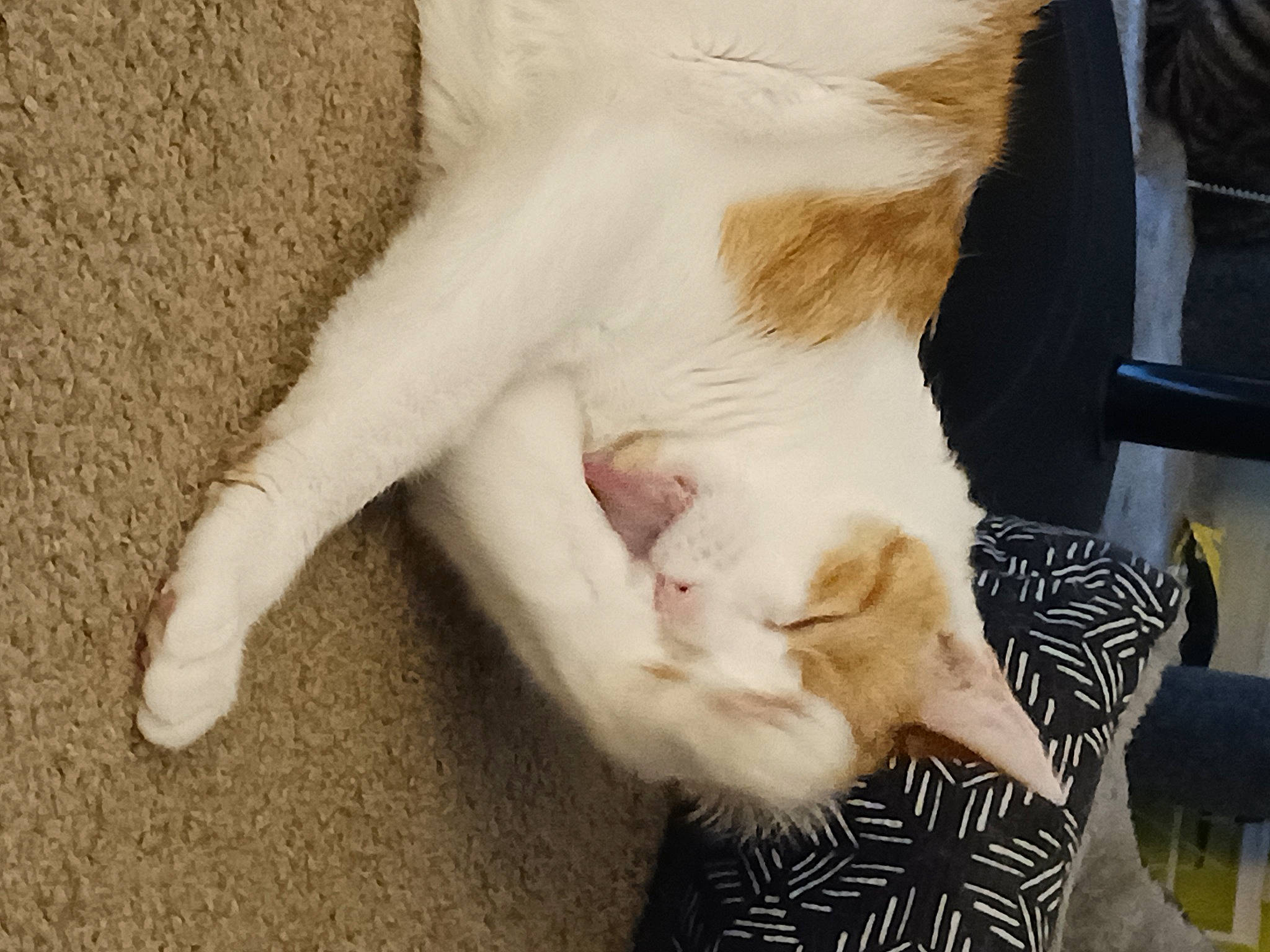 Cookie joined the competition — help win amazing prizes! carnivore, cat, claw, comfort, dog_breed, domestic_short_haired_cat, ear, eye, fawn, felidae, foot, fur, gesture, human_leg, nail, paw, small_to_medium_sized_cats, snout, tail, whiskers