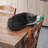 Chaussette a rejoint le concours — aidez-le/la à gagner de superbes lots ! cat, gray_cat, sleeping, furry, pet, animal, whiskers, ears, tail, dining_table, wooden_furniture, chair, papers, notebook, indoor, home, kitchen, cozy, relaxed, portrait