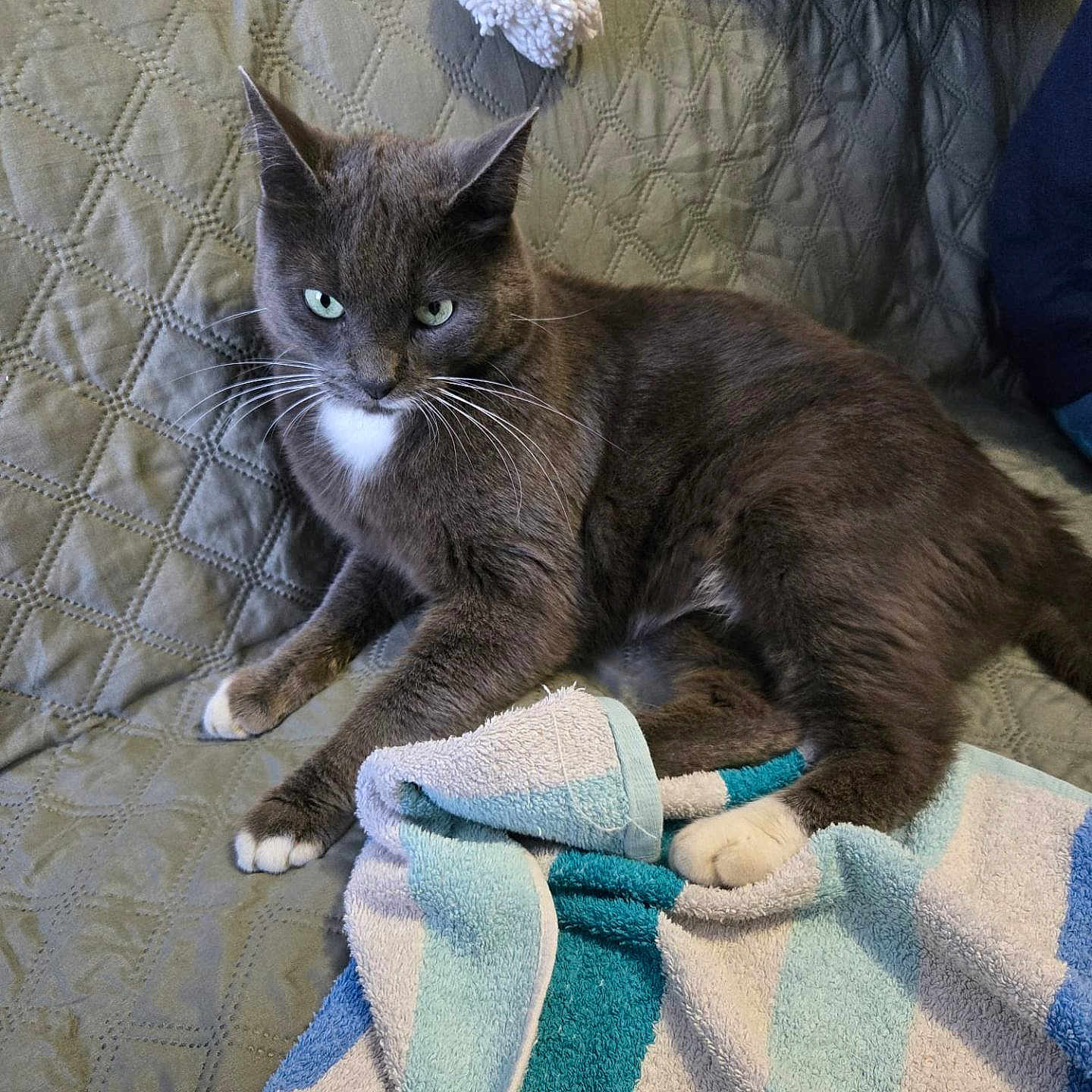 Chaussette participe au concours pour gagner de l'argent avec cette photo : cat, gray_cat, white_chest, green_eyes, whiskers, pointed_ears, lying_down, lounging, pet, animal, couch, sofa, quilted_fabric, blanket, plush_toy, pillows, indoor, cozy, portrait, closeup