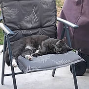 Chaussette participe au concours pour gagner de l'argent avec cette photo : cat, sleeping, gray_cat, white_paws, animal, pet, outdoor, patio, chair, cushion, furniture, relaxed, resting, sprawled, whiskers, ears, fur, closeup, daylight, cozy