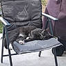 cat, sleeping, gray_cat, white_paws, animal, pet, outdoor, patio, chair, cushion, furniture, relaxed, resting, sprawled, whiskers, ears, fur, closeup, daylight, cozy