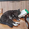 Chaussette a rejoint le concours — aidez-le/la à gagner de superbes lots ! cat, sleeping, fluffy, gray_cat, white_paws, whiskers, animal, pet, indoors, kitchen, wooden_table, chair, cabinets, notebook, books, paper, resting, cozy, relaxed, cute