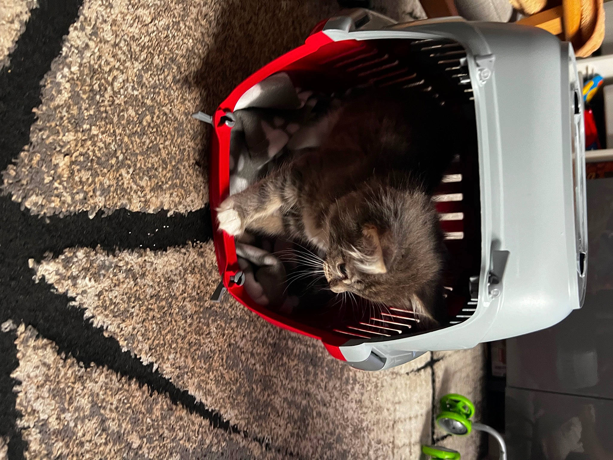 Luna joined the competition — help win amazing prizes! auto_part, automotive_exterior, automotive_lighting, black_cat, carmine, carnivore, cat, collar, dog_breed, domestic_short_haired_cat, felidae, fur, pet_supply, shelf, small_to_medium_sized_cats, snout, sporting_group, tail, vehicle, whiskers