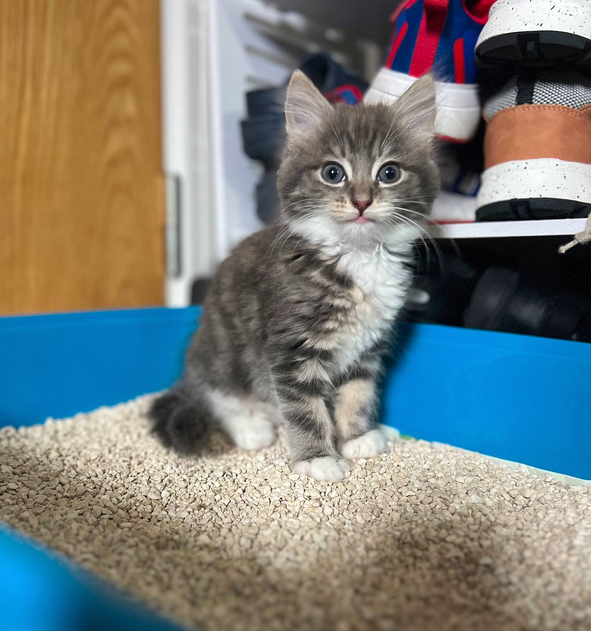 Luna joined the competition — help win amazing prizes! carnivore, cat, claw, comfort, domestic_short_haired_cat, electric_blue, felidae, foot, fur, paw, sitting, small_to_medium_sized_cats, sock, tail, whiskers