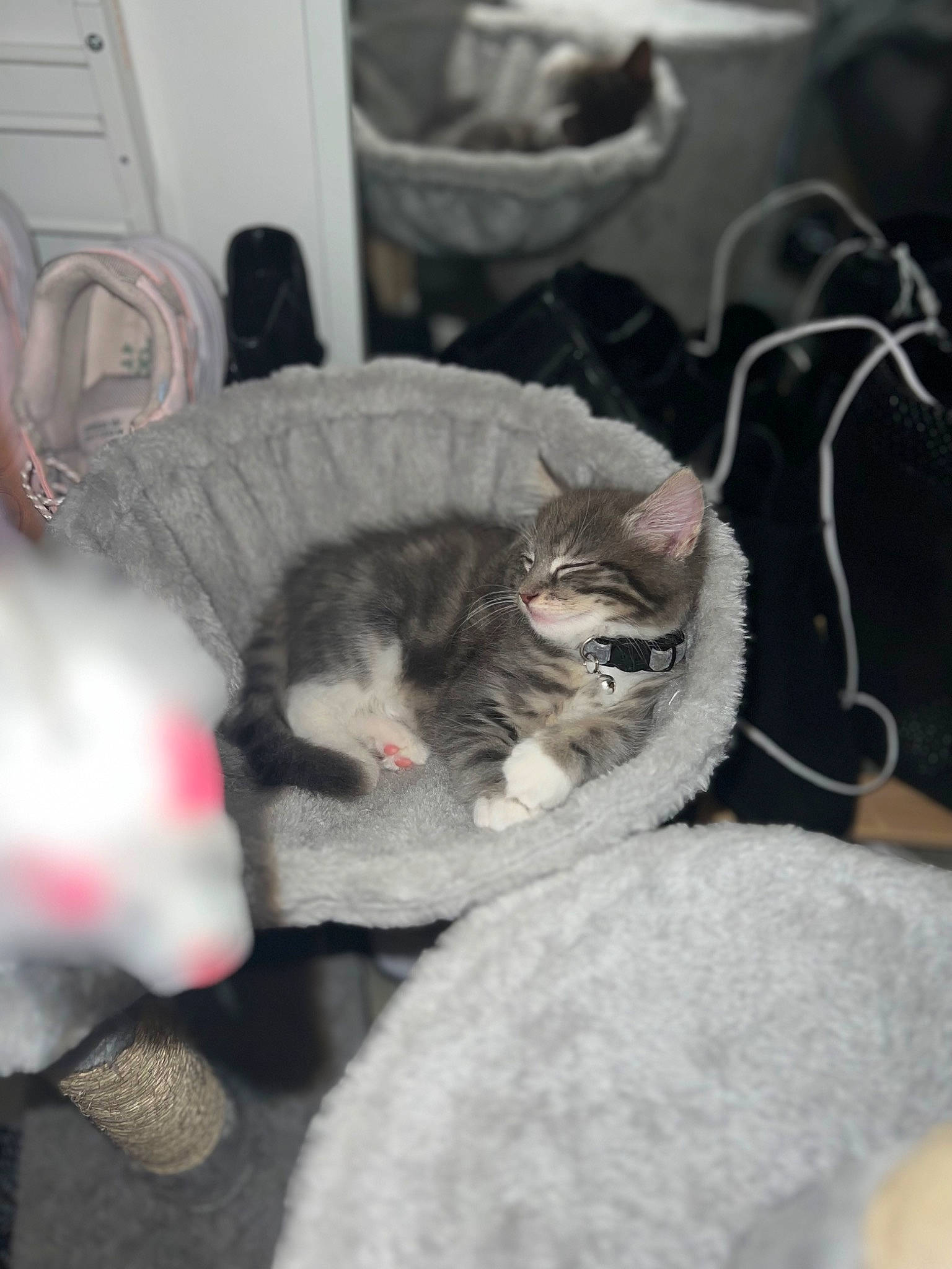 Luna joined the competition — help win amazing prizes! canidae, carnivore, cat, claw, comfort, dog_breed, domestic_short_haired_cat, event, felidae, fur, grey, monochrome_photography, paw, plant, small_to_medium_sized_cats, snout, sporting_group, tail, whiskers, winter