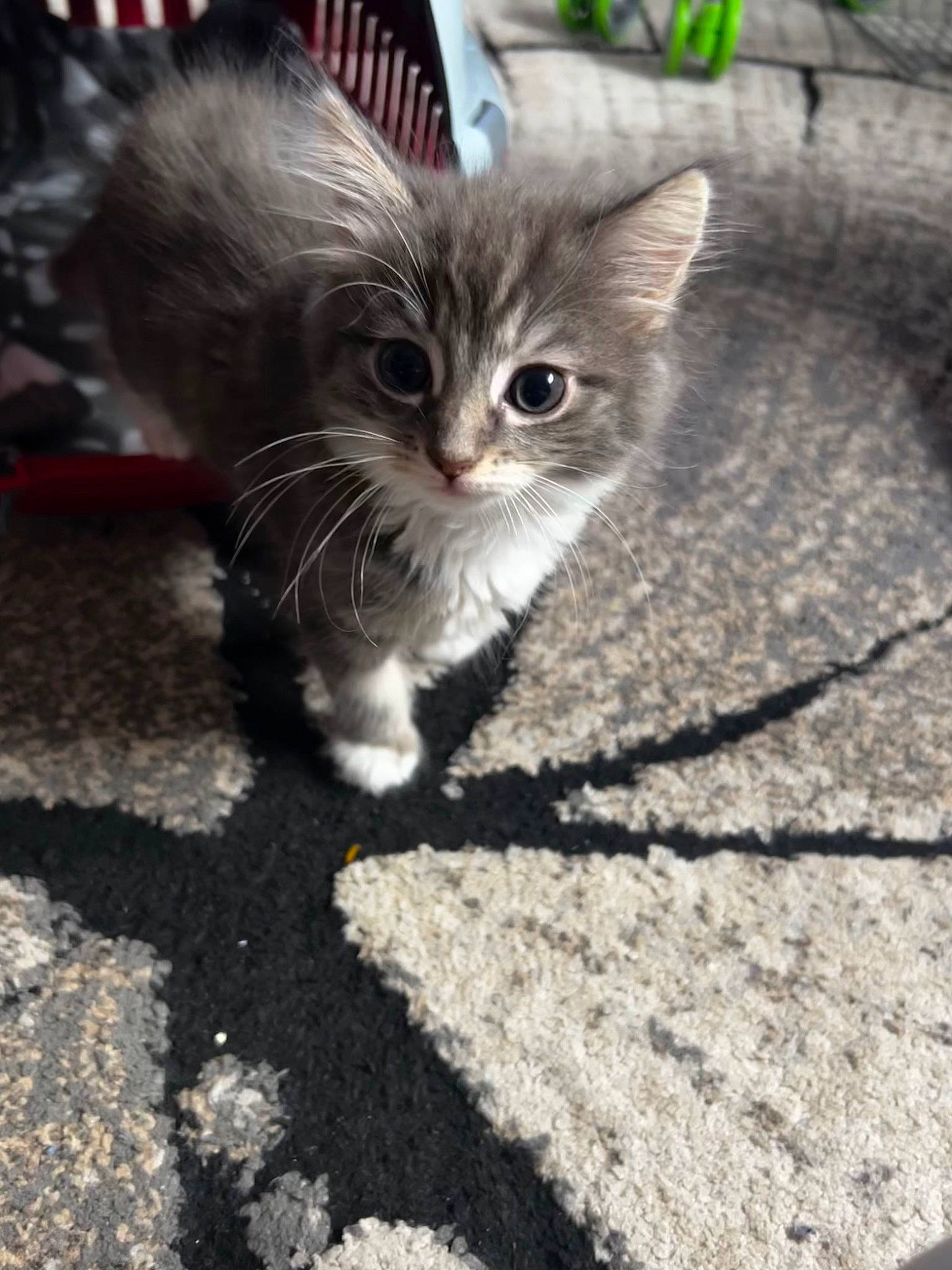 Luna is registered to the contest to win money with this photo: asphalt, carnivore, cat, claw, domestic_short_haired_cat, fawn, felidae, flooring, fur, paw, photo_caption, road_surface, shadow, small_to_medium_sized_cats, snout, soil, tail, tar, terrestrial_animal, whiskers