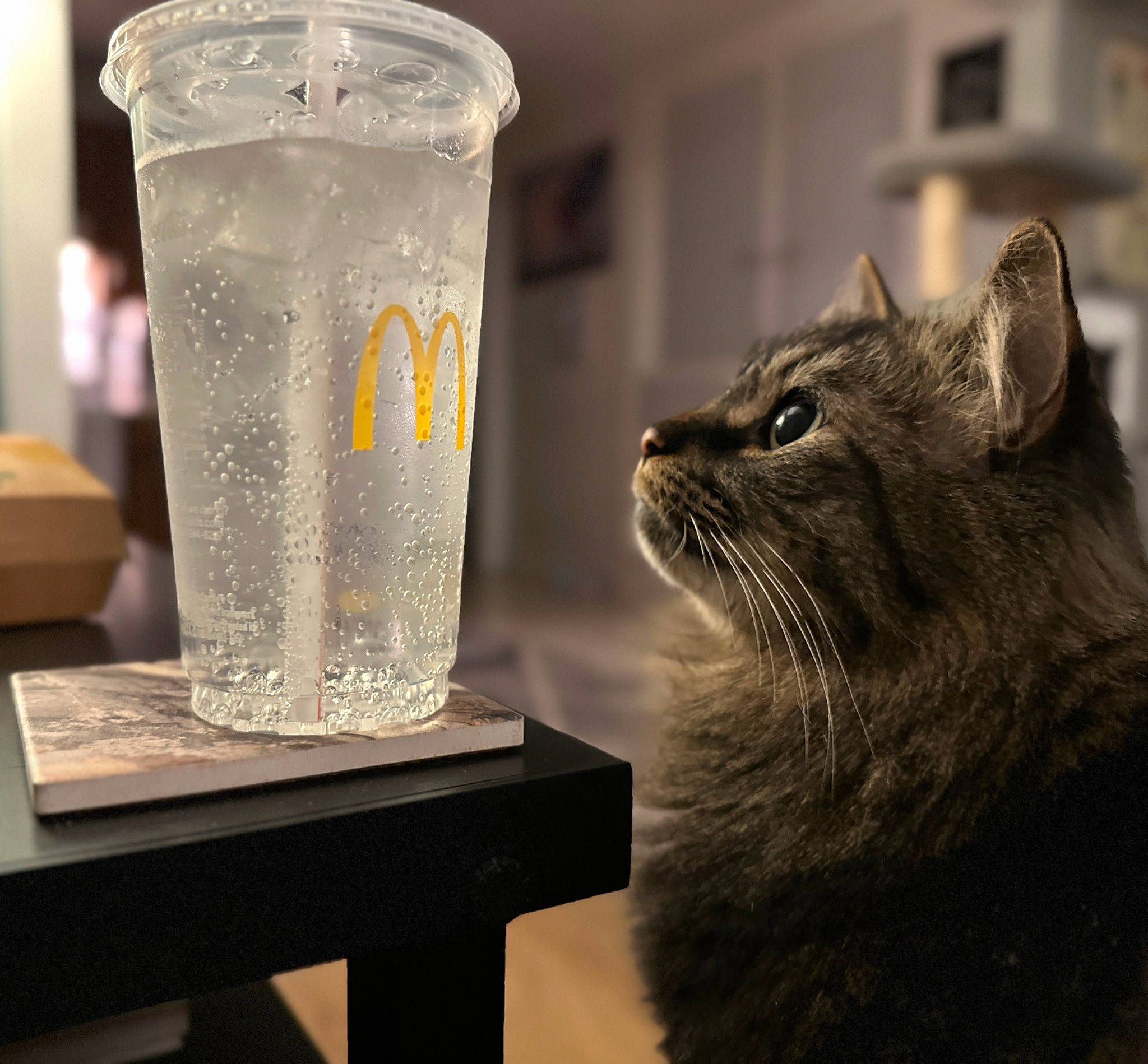 Calvin is registered to the contest to win money with this photo: carnivore, cat, domestic_short_haired_cat, drink, drinking_water, drinkware, felidae, fluid, fur, glass, liquid, small_to_medium_sized_cats, snout, soft_drink, table, tableware, vodka_and_tonic, water, whiskers, window