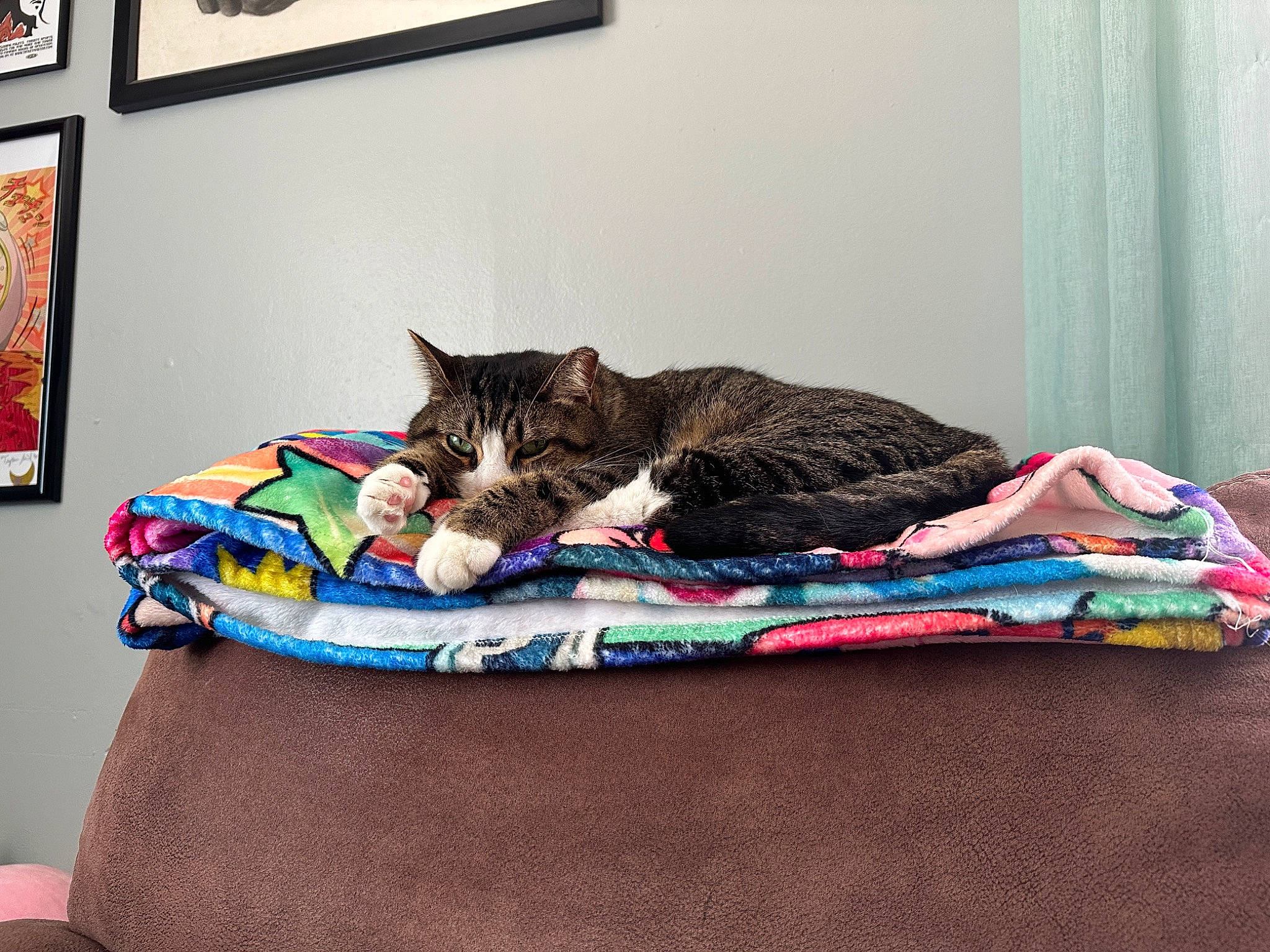 Momo is registered to the contest to win money with this photo: bag, bed, bed_sheet, bedding, carnivore, cat, comfort, couch, curtain, domestic_short_haired_cat, felidae, flooring, fur, grey, linens, luggage_and_bags, picture_frame, small_to_medium_sized_cats, textile, whiskers