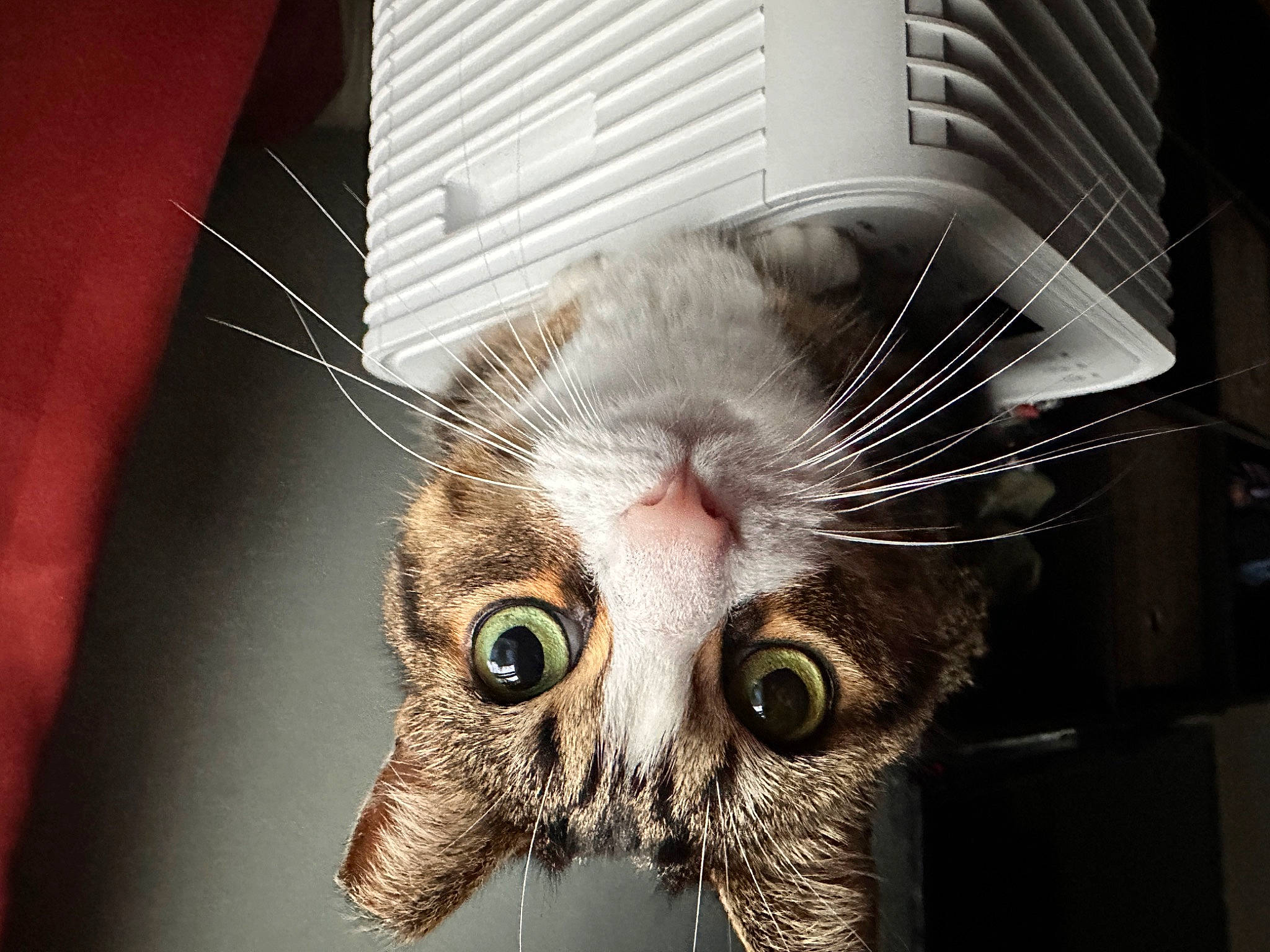 Momo joined the competition — help win amazing prizes! animal_shelter, bird, cage, carnivore, cat, domestic_short_haired_cat, ear, eye, eyelash, felidae, fur, head, paw, small_to_medium_sized_cats, snout, whiskers, wildlife